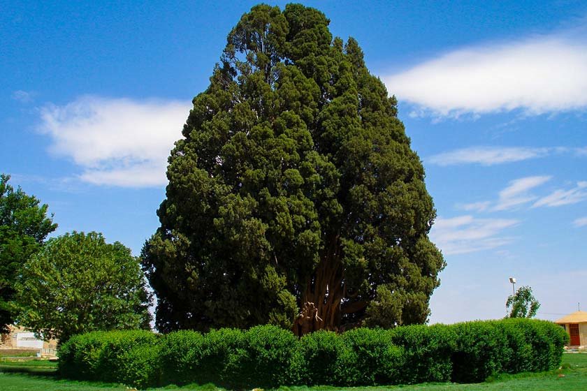 سرو ۴ هزار ساله یا «سرو زرتشت» کجاست؟ سرو ۴ هزار ساله یا «سرو زرتشت» کجاست؟