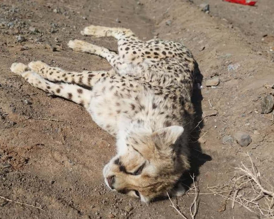یوز تلف شده در جاده سمنان؛ ۳ قلو باردار بود یوز تلف شده در جاده سمنان؛ ۳ قلو باردار بود