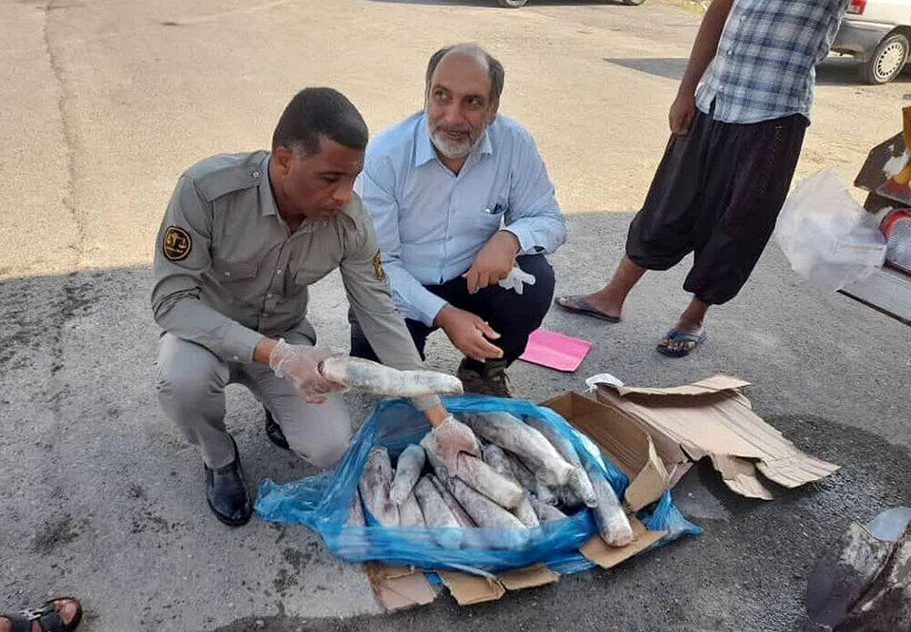 محموله «زبان گاو» در هرمزگان امحاء شد محموله «زبان گاو» در هرمزگان امحاء شد