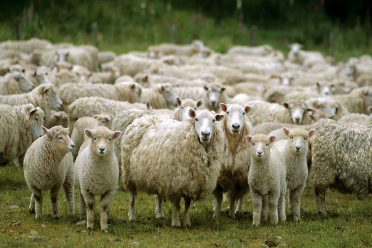 واردات دام زنده برای این افراد مجاز شد واردات دام زنده برای این افراد مجاز شد