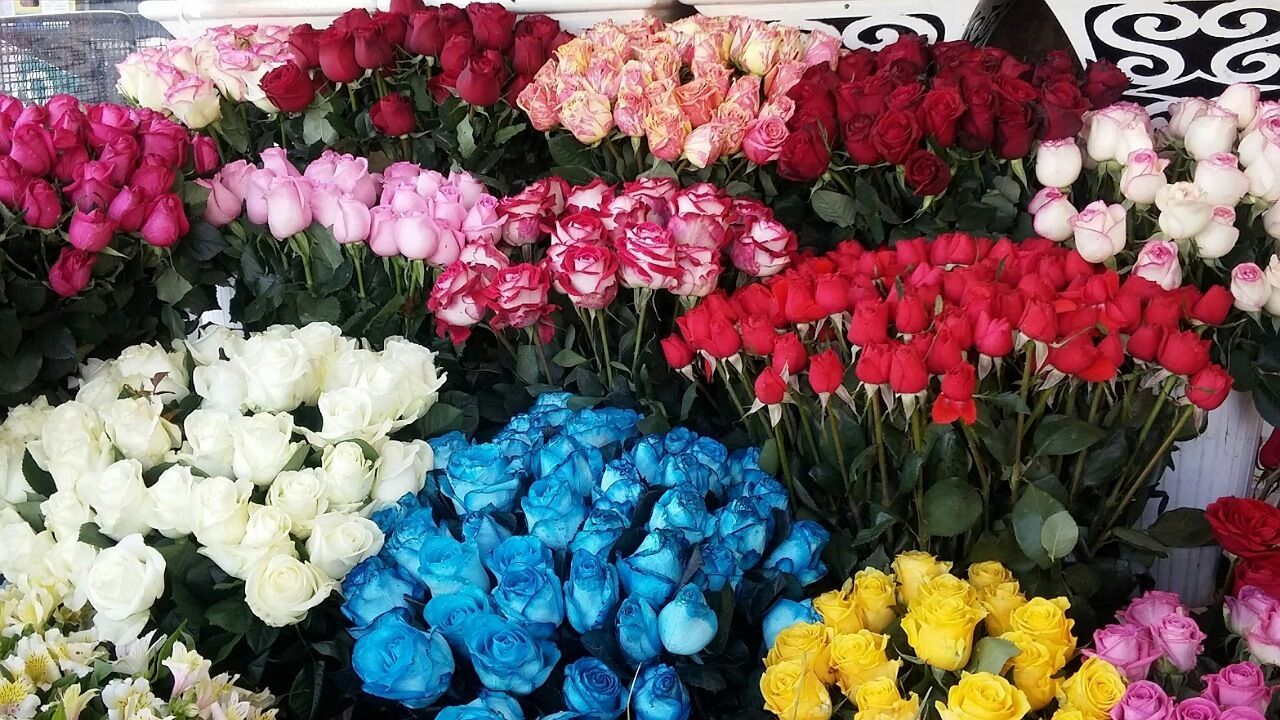 قیمت گل ارزان شد قیمت گل ارزان شد