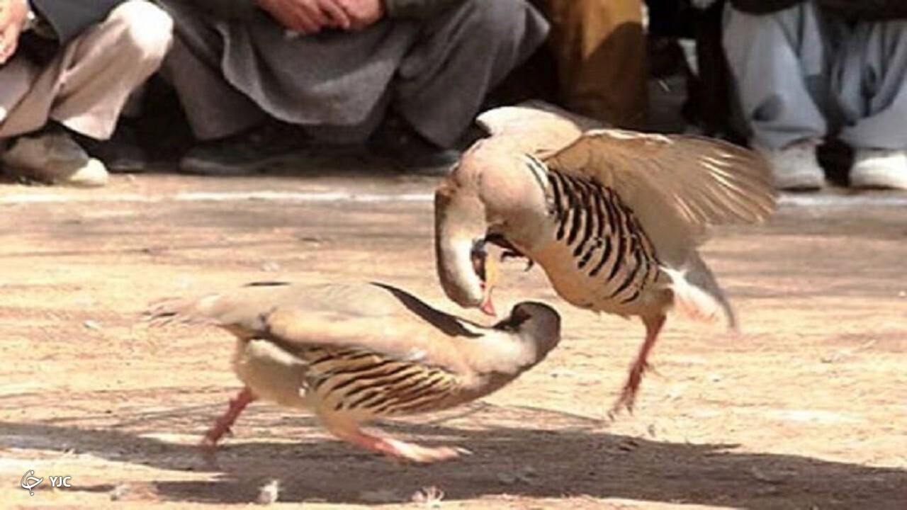 نزاع کبکها در بوکان منحل شد نزاع کبکها در بوکان منحل شد