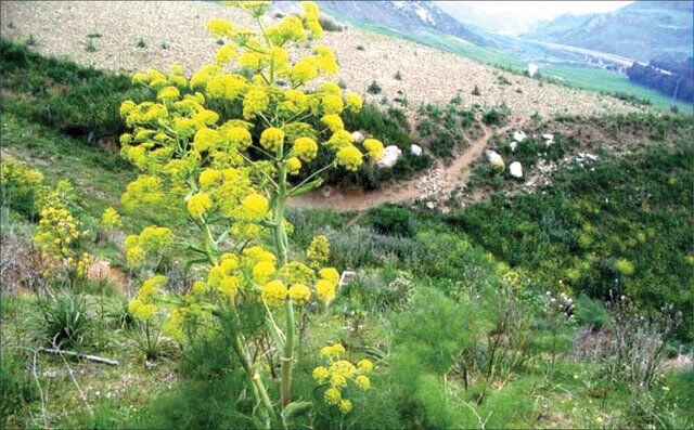 این گیاه را بکارید میلیاردر می شوید این گیاه را بکارید میلیاردر می شوید