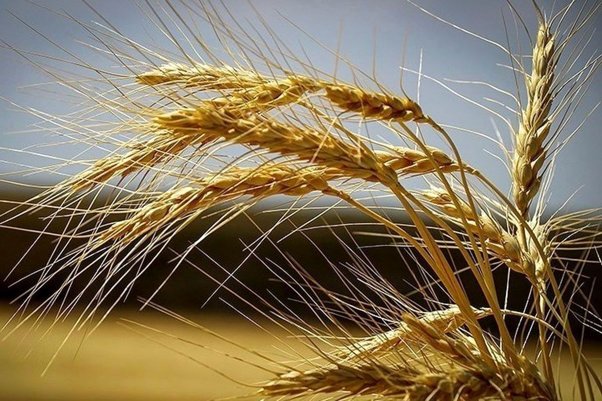 خبر مهم برای کشاورزان / قیمت خرید تضمینی گندم اعلام میشود خبر مهم برای کشاورزان / قیمت خرید تضمینی گندم اعلام میشود