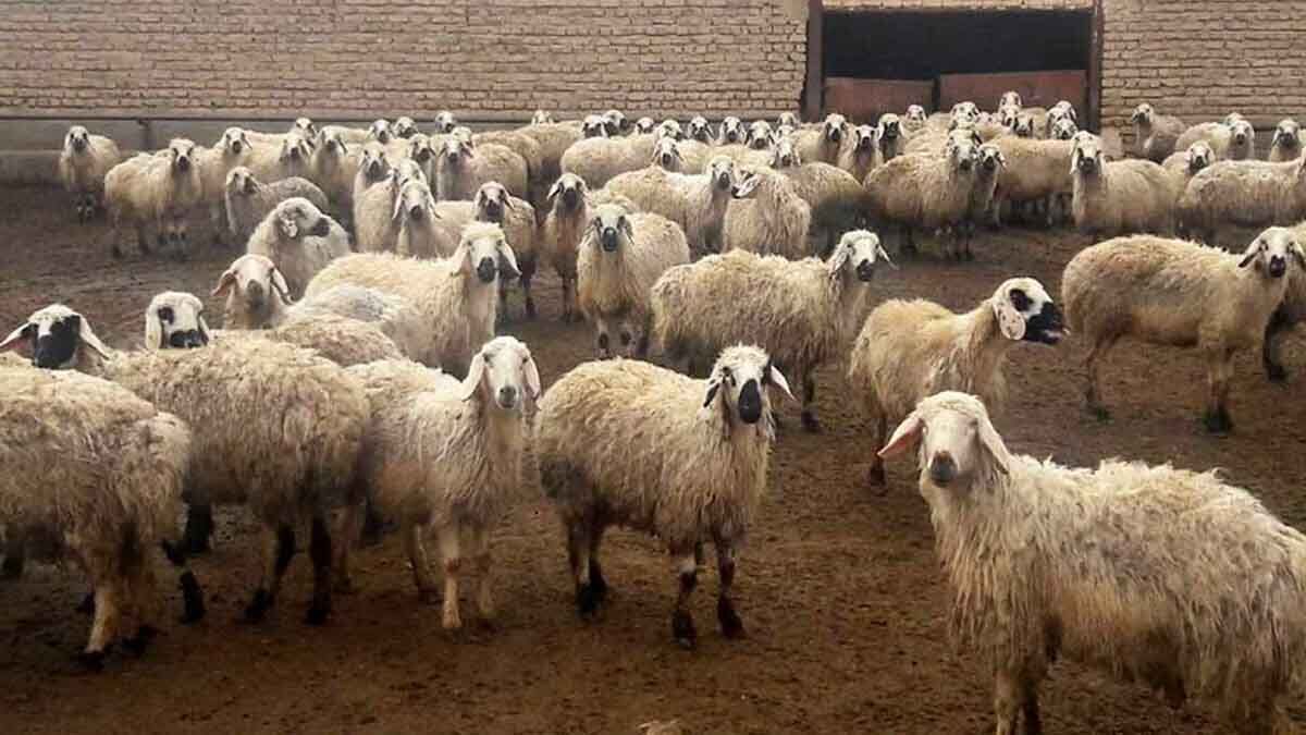 قیمت جدید دام زنده / قیمت گوشت گرم کاهشی شد قیمت جدید دام زنده / قیمت گوشت گرم کاهشی شد