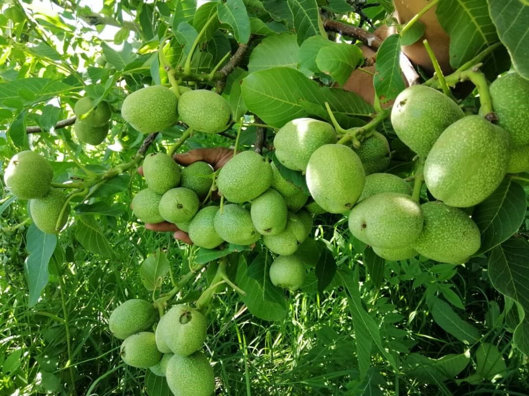درختی که اگر بکارید از طلا بیشتر سود میکنید! درختی که اگر بکارید از طلا بیشتر سود میکنید!