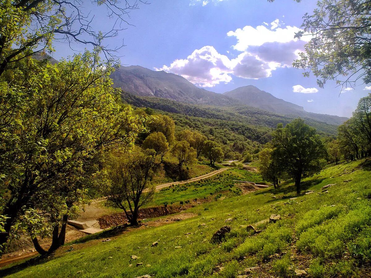 ایران کمتر از یک سوم میانگین دنیا جنگل دارد! ایران کمتر از یک سوم میانگین دنیا جنگل دارد!