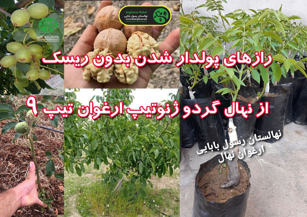رازهای پولدار شدن بدون ریسک از نهال گردو ژنوتیپ ارغوان تیپ ۹ رازهای پولدار شدن بدون ریسک از نهال گردو ژنوتیپ ارغوان تیپ ۹