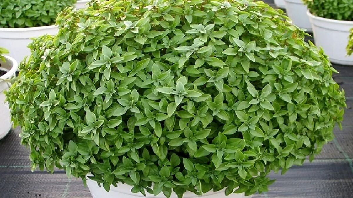 با این ۴ روش برای عید نوروز سبزه ریحان بکارید با این ۴ روش برای عید نوروز سبزه ریحان بکارید