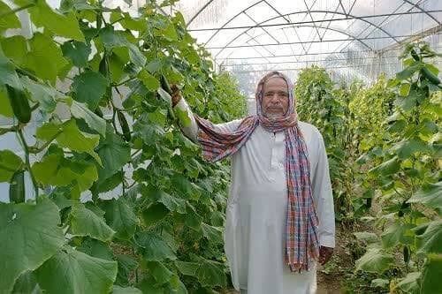 راهاندازی ۱۲ واحد گلخانه در مهرستان راهاندازی ۱۲ واحد گلخانه در مهرستان