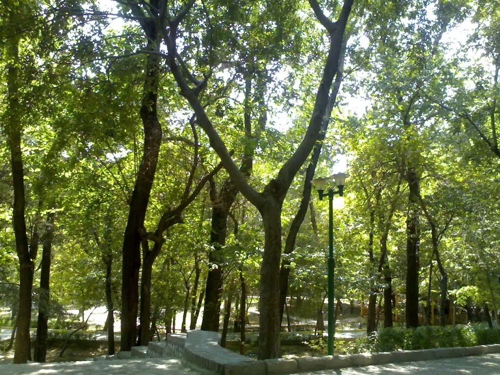 هیچ درختی برای احداث مسجد در پارک قیطریه قطع نمیشود هیچ درختی برای احداث مسجد در پارک قیطریه قطع نمیشود