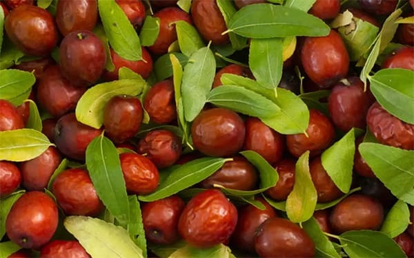 هسته این میوه خواب آور و مخدر است! هسته این میوه خواب آور و مخدر است!