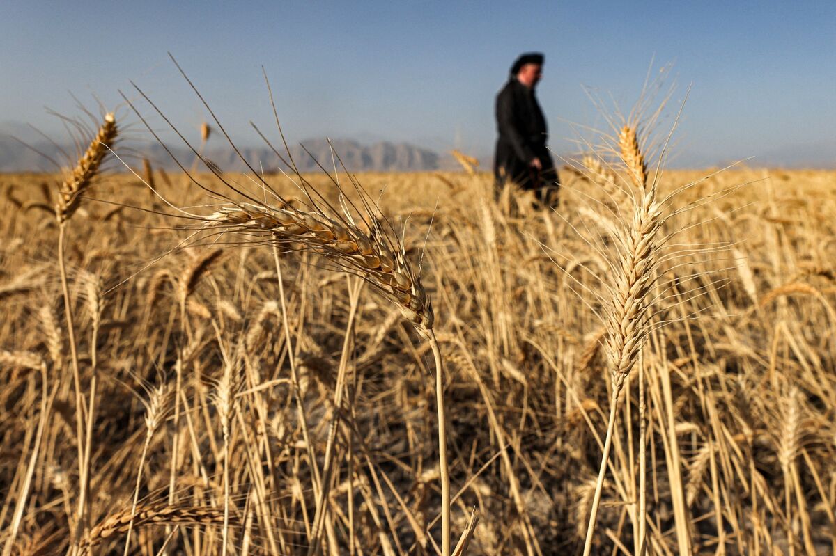 گندمکاران به رهبری شکایت میبرند/ شورای قیمتگذاری تا دقایقی دیگر تشکیل جلسه میدهد گندمکاران به رهبری شکایت میبرند/ شورای قیمتگذاری تا دقایقی دیگر تشکیل جلسه میدهد