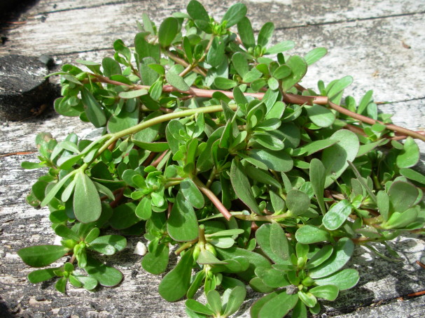 خواص دارویی خرفه؛ از ضدعفونی کننده تا درمان درد کلیه خواص دارویی خرفه؛ از ضدعفونی کننده تا درمان درد کلیه