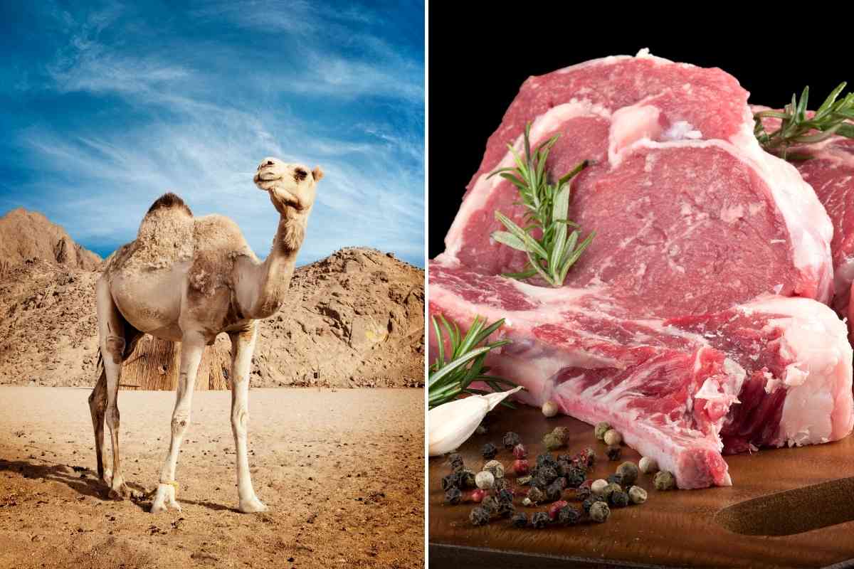 یک کیلو گوشت شتر چند؟ + لیست قیمت ها یک کیلو گوشت شتر چند؟ + لیست قیمت ها