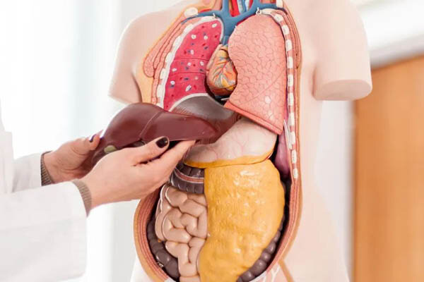 رابطه مصرف استامینوفن و حفظ سلامت کبد رابطه مصرف استامینوفن و حفظ سلامت کبد