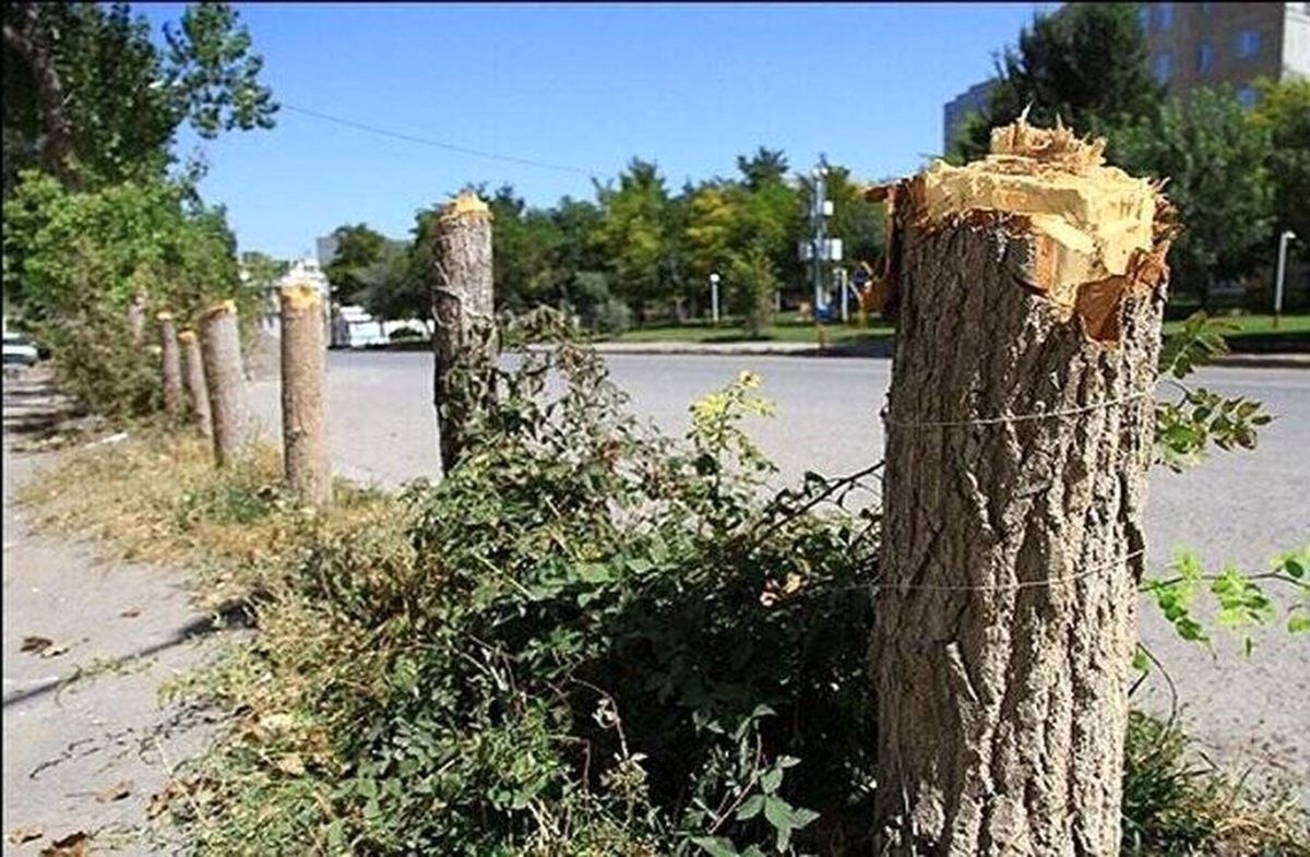 فاجعه زیستمحیطی در استان فارس/ قطع ۶ هزار درخت برای ساخت جاده! فاجعه زیستمحیطی در استان فارس/ قطع ۶ هزار درخت برای ساخت جاده!