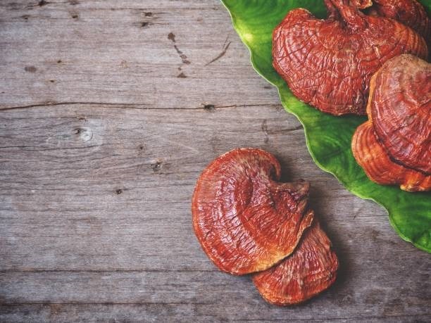 ۵۰۰ گرم قارچ گانودرما ۱ میلیون و ۵۰۰ هزار تومان! + لیست قیمت انواع قارچ