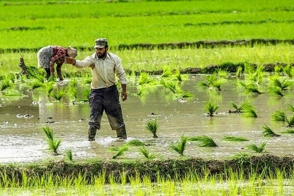 قیمت برنج ایرانی سر به فلک کشید! + جدول (شالیزارهای مازندارن، فریدونکنار، گیلان، قائمشهر و...) قیمت برنج ایرانی سر به فلک کشید! + جدول (شالیزارهای مازندارن، فریدونکنار، گیلان، قائمشهر و...)