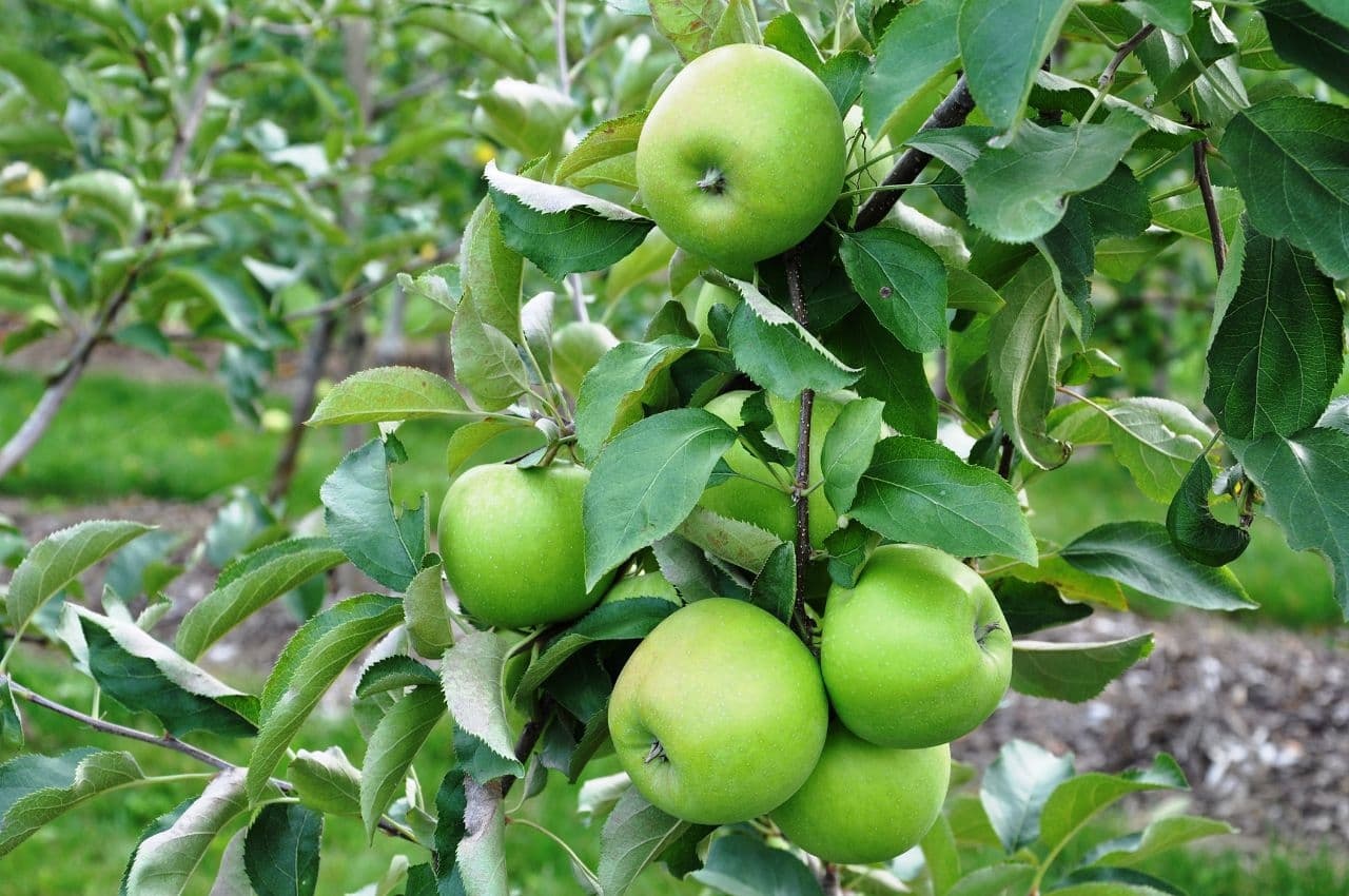 دیابت خود را با این میوه کنترل کنید دیابت خود را با این میوه کنترل کنید