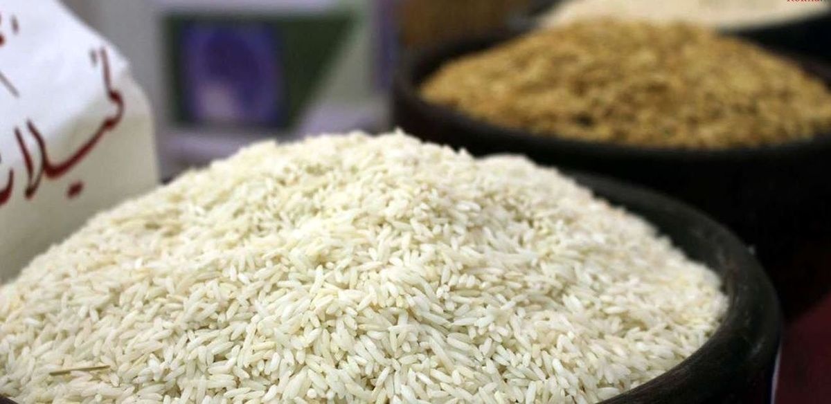 قیمت جدید برنج مازندران / هاشمی و طارم کیلویی چند؟ + جدول قیمت جدید برنج مازندران / هاشمی و طارم کیلویی چند؟ + جدول