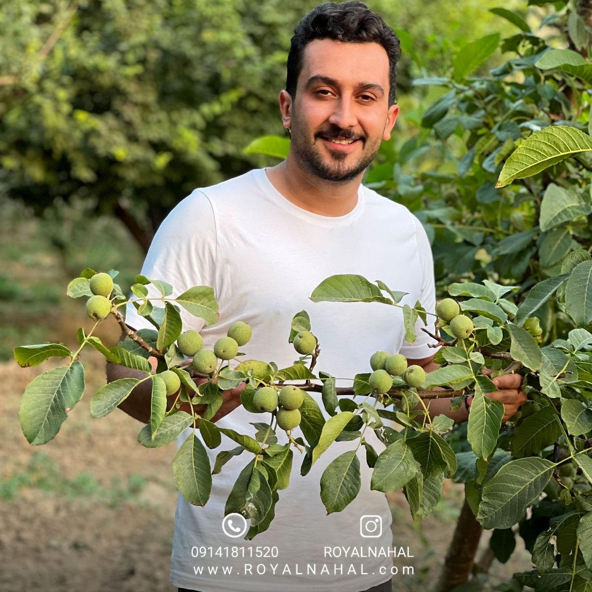 خرید برترین ارقام نهال میوه تجاری در ایران خرید برترین ارقام نهال میوه تجاری در ایران