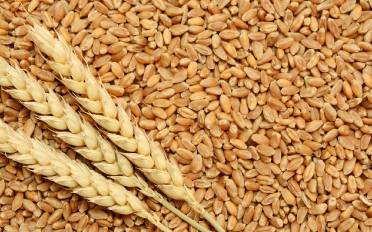 قیمت خرید تضمینی گندم چه زمانی اعلام می شود؟ قیمت خرید تضمینی گندم چه زمانی اعلام می شود؟