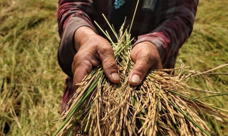 قیمت برنج پاکستانی کیلویی چند؟ + جدول