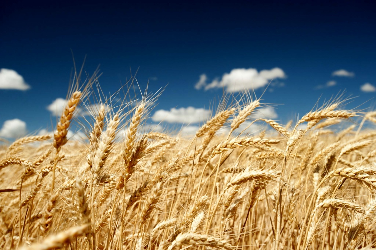 خبر خوب برای کشاورزان / زمان تسویه طلب گندمکاران اعلام شد خبر خوب برای کشاورزان / زمان تسویه طلب گندمکاران اعلام شد