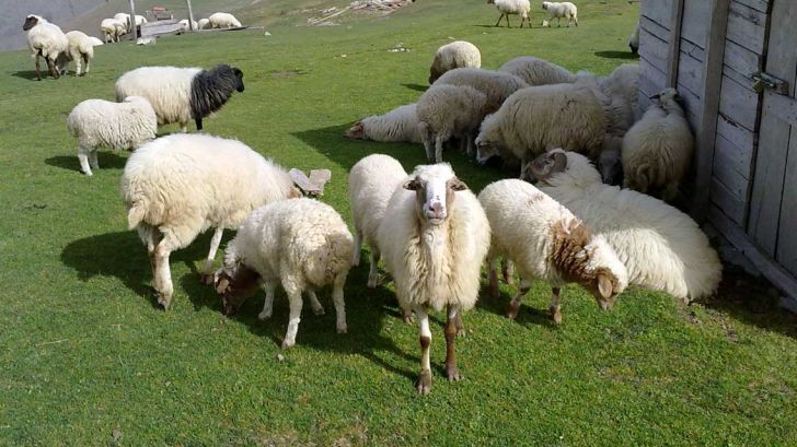 قیمت جدید دام زنده / گوسفند زنده در تهران گران شد + جدول قیمت جدید دام زنده / گوسفند زنده در تهران گران شد + جدول