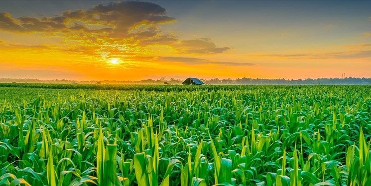 خبر خوش برای کشاورزان؛ این افراد وام ۴ درصدی میگیرند خبر خوش برای کشاورزان؛ این افراد وام ۴ درصدی میگیرند