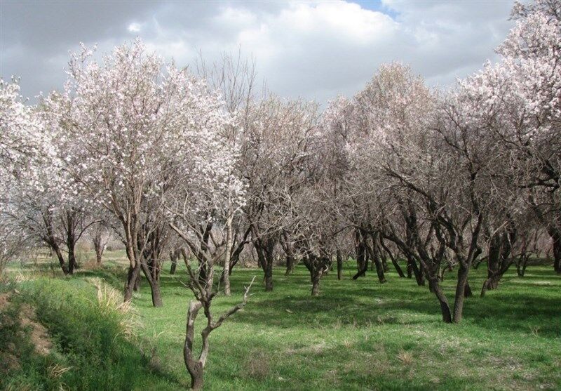 باغستان سنتی قزوین در جیاس ثبت شد باغستان سنتی قزوین در جیاس ثبت شد