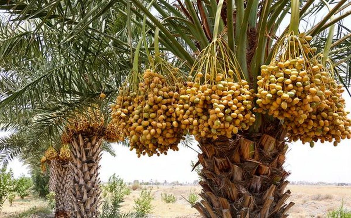 بیش از ۱۱۳ هزار تن خرما در خرمشهر برداشت شد بیش از ۱۱۳ هزار تن خرما در خرمشهر برداشت شد