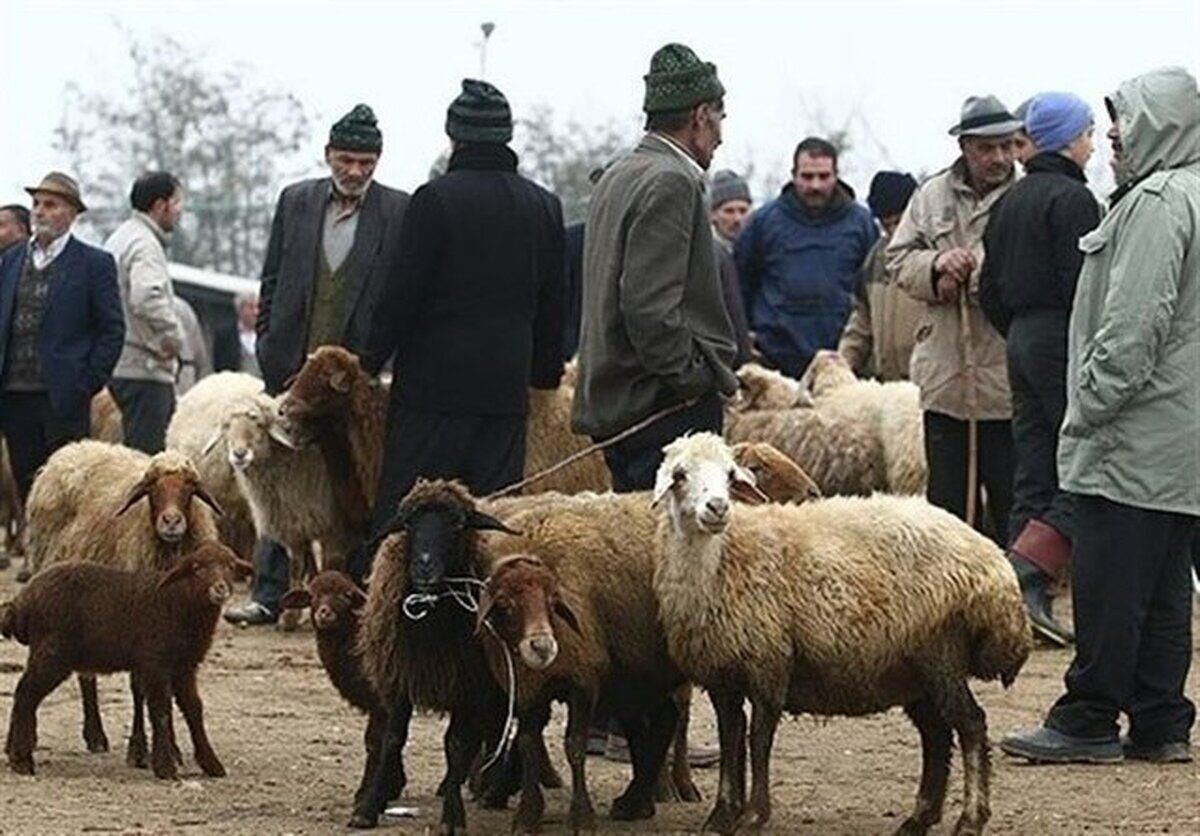 قیمت گوسفند و گوساله زنده در میدان روز دام اعلام شد + جدول قیمت گوسفند و گوساله زنده در میدان روز دام اعلام شد + جدول