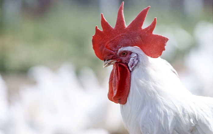 سرقت عجیب خودرو با خروس فراری! سرقت عجیب خودرو با خروس فراری!