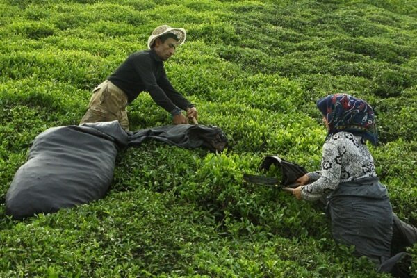 خبر خوش برای چایکاران شمال کشور خبر خوش برای چایکاران شمال کشور