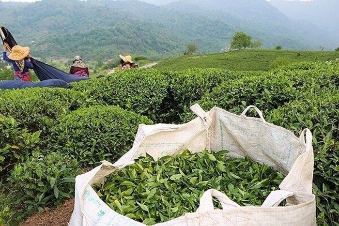 دامپینگ هم به جرم پرونده چای دبش اضافه شد/۶۵ هزار تن چای نیاز داریم، ۱۱۰ هزار تن وارد کردیم دامپینگ هم به جرم پرونده چای دبش اضافه شد/۶۵ هزار تن چای نیاز داریم، ۱۱۰ هزار تن وارد کردیم