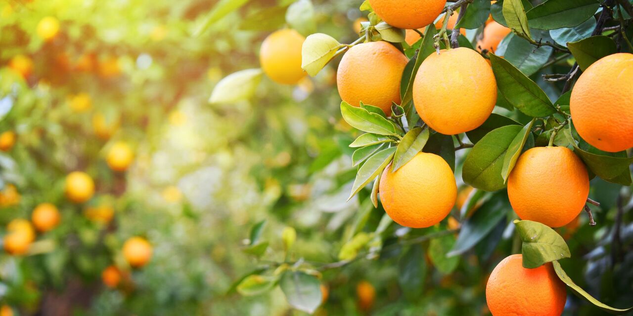 خودکفایی در برخی محصولات تا ۱۰ سال آینده خودکفایی در برخی محصولات تا ۱۰ سال آینده