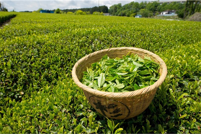 چایهای تاریخ مصرفگذشته دبش روی هوا / دولت به فکر واردات چای از سریلانکا در مقابل طلب نفتی! چایهای تاریخ مصرفگذشته دبش روی هوا / دولت به فکر واردات چای از سریلانکا در مقابل طلب نفتی!