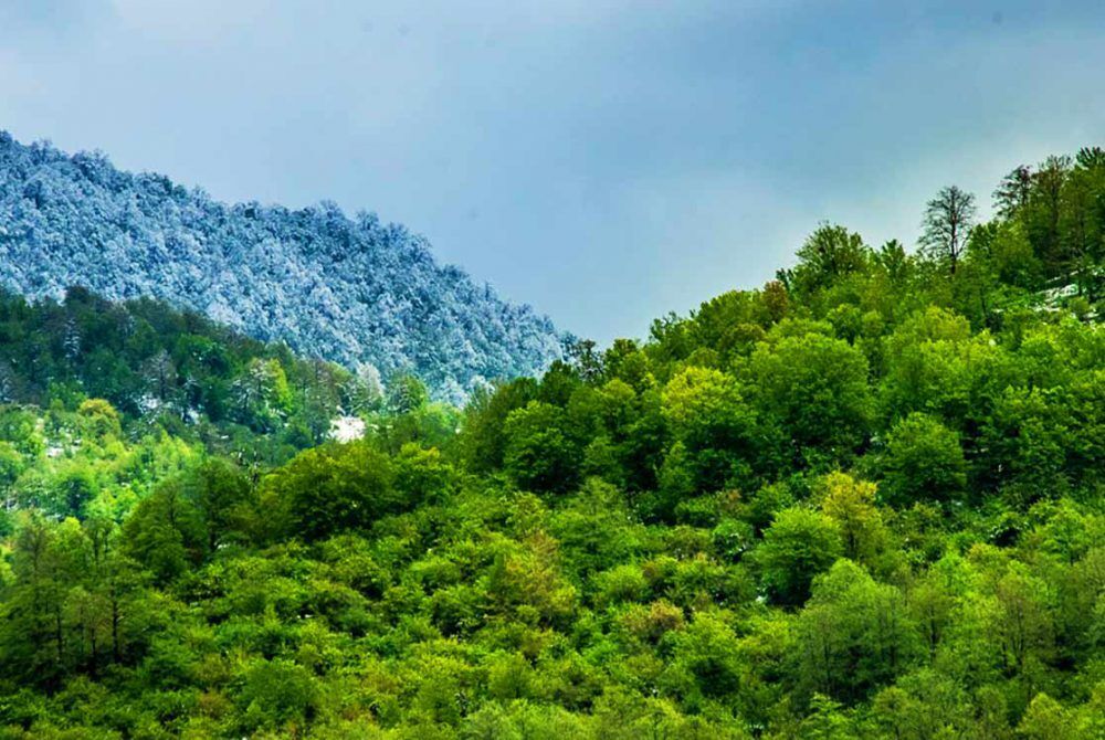 چوب در صدر پروندههای قاچاق گلستان/ جولان قاچاقچیان در جنگلهای هیرکانی چوب در صدر پروندههای قاچاق گلستان/ جولان قاچاقچیان در جنگلهای هیرکانی