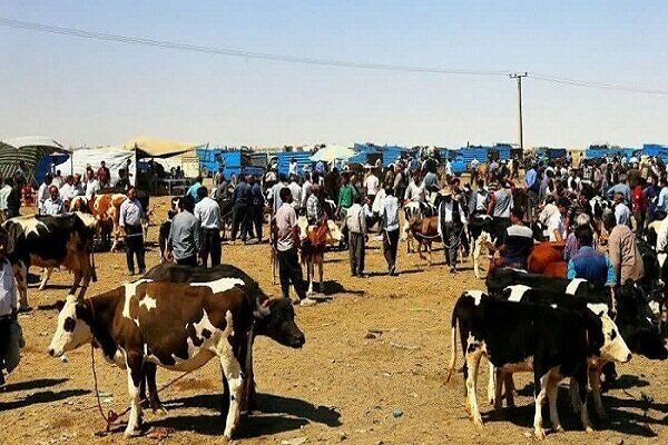 میادین عرضه دام دواب تعطیل شد میادین عرضه دام دواب تعطیل شد