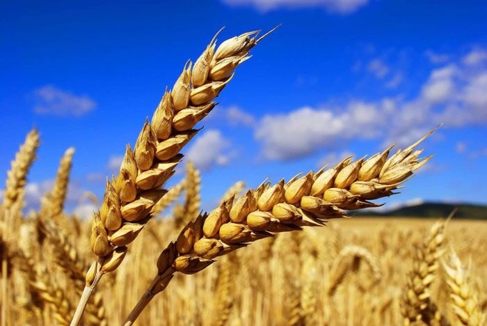 خرید تضمینی گندم آغاز شد / قیمت کیلویی چند؟ خرید تضمینی گندم آغاز شد / قیمت کیلویی چند؟