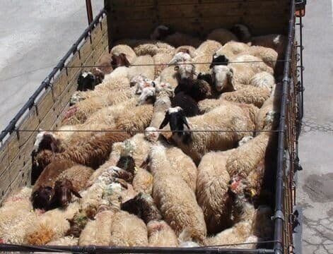 کشف ۳۰۰ راس دام قاچاق زنده در بردسکن کشف ۳۰۰ راس دام قاچاق زنده در بردسکن