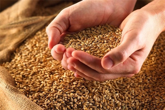 جداول پاکی خرید تضمینی گندم در سال 1403 ابلاغ شد جداول پاکی خرید تضمینی گندم در سال 1403 ابلاغ شد
