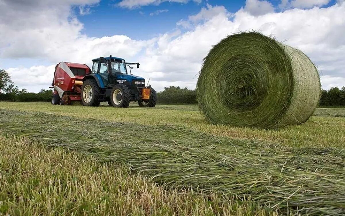 بارندگی ها چقدر علوفه تولید میکند؟ بارندگی ها چقدر علوفه تولید میکند؟
