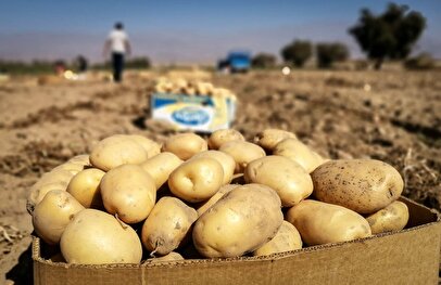 سیب زمینی ارزان میشود؟