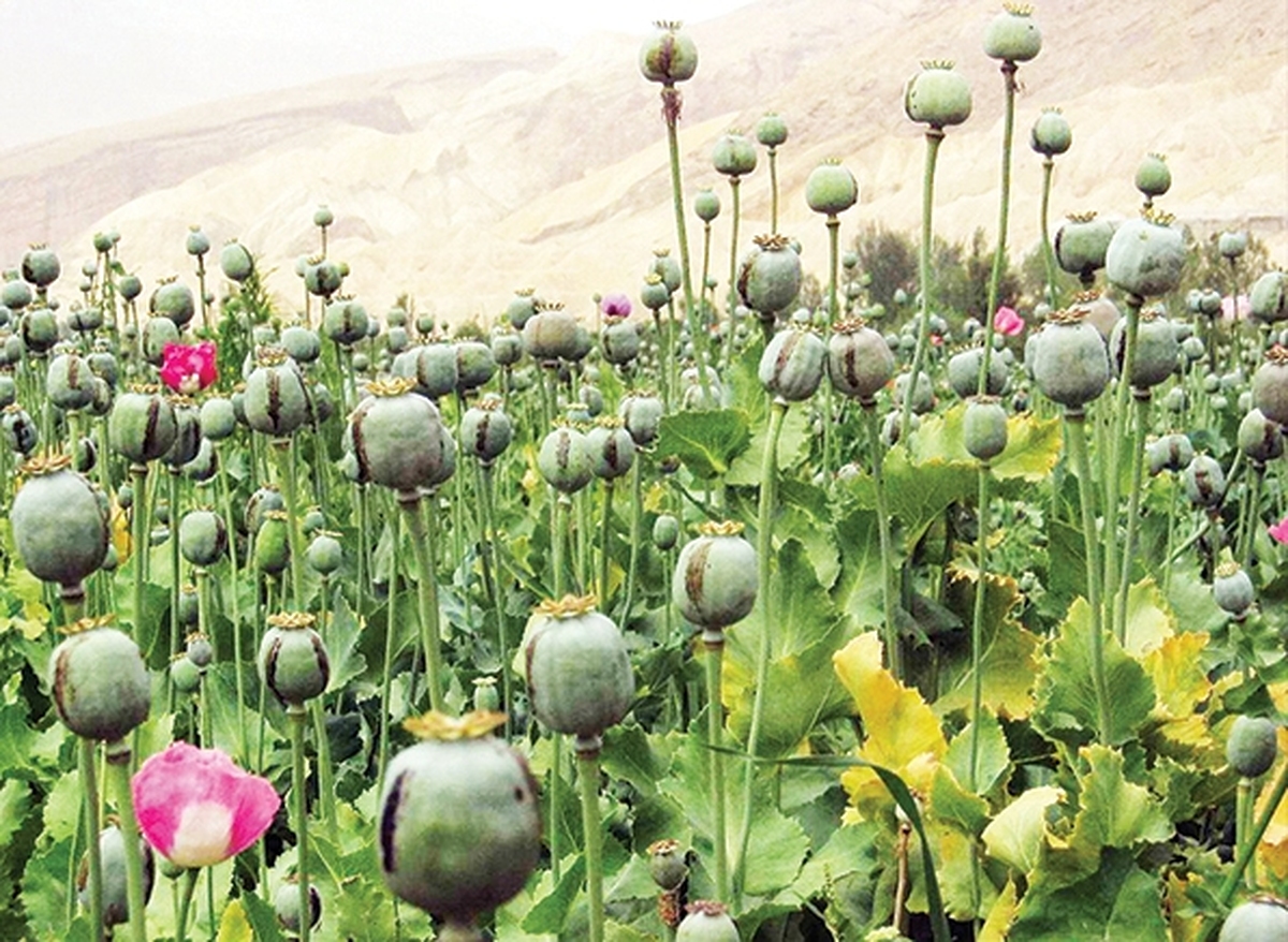 هشدار جدی به کشت کنندگان خشخاش در کرمانشاه هشدار جدی به کشت کنندگان خشخاش در کرمانشاه