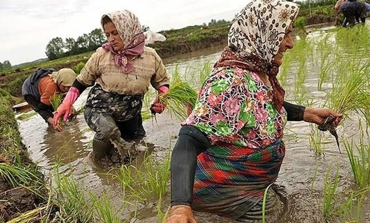 طرح تولید برنج هیبرید در کشور کلید خورد طرح تولید برنج هیبرید در کشور کلید خورد
