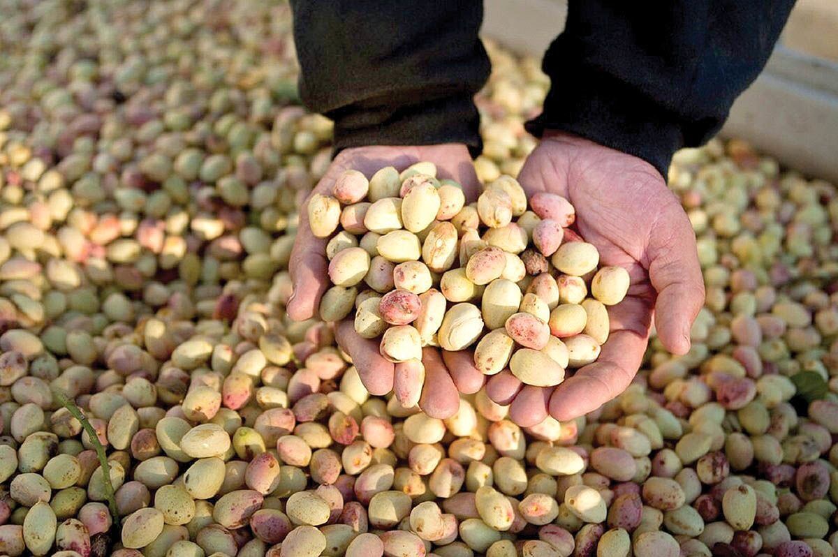 ماجرای آلودگی پسته ایران به آفلاتوکسین/ پسته ایرانی برگشت میخورد؟ ماجرای آلودگی پسته ایران به آفلاتوکسین/ پسته ایرانی برگشت میخورد؟