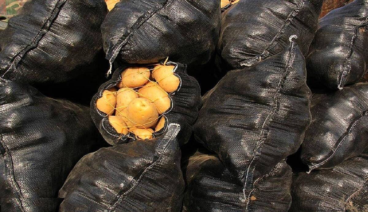 دستور جدید برای ارزان شدن قیمت سیبزمینی در بازار دستور جدید برای ارزان شدن قیمت سیبزمینی در بازار